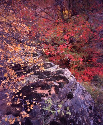 40 Fall color near west tunnel entrance