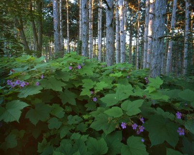 midwest_forests