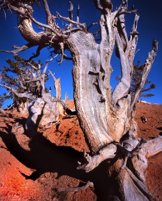 Twisted Forest, Dixie NF, UT