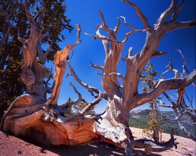 Twisted Forest, Dixie NF, UT
