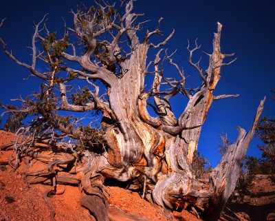 Twisted Forest, Dixie NF, UT