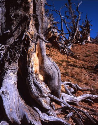 Twisted Forest, Dixie NF, UT