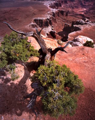 White Rim Overlook Trail, Canyonlands NP