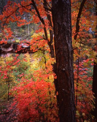 West Fork, Oak Creek Canyon