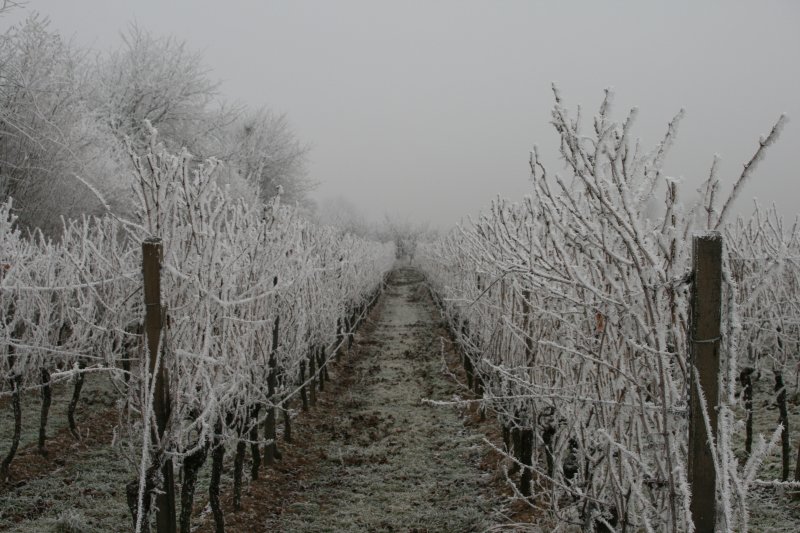 Winter in Rhineland-Pfalz