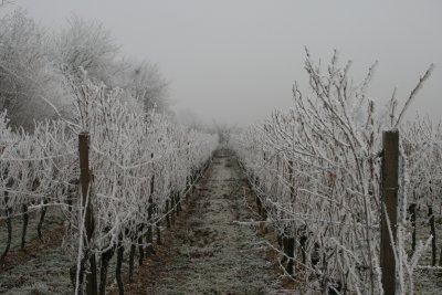 Frozen Vineyard