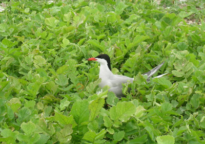 Roseate Tern