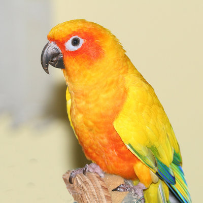 Birdie.JPG