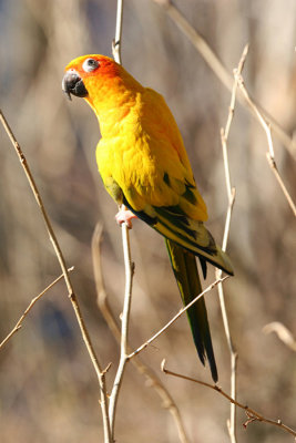 Birdie outdoors IMG_7767