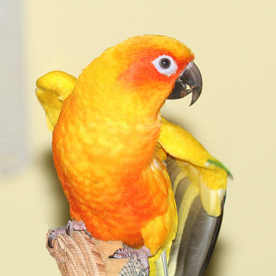 Birdie the Sun Conure.JPG