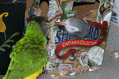 Charlie and Louie arguing about who took the last beer.jpg