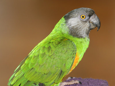 Charlie the Senegal.JPG