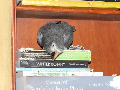 Louie loves books He thinks they taste great.jpg