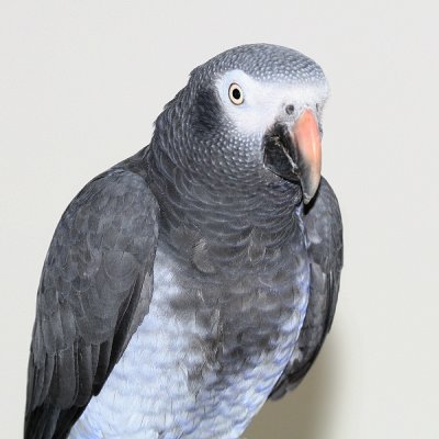 Louie the African Gray.JPG