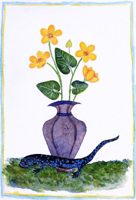 Marsh Marigold with blue-spotted salamander