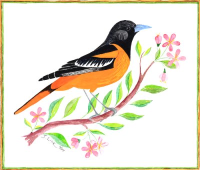 Baltimore Oriole on Branch
