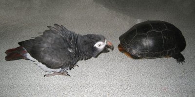 Louie meets Blanding's turtle #300