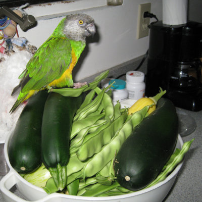 Charlie's enjoys garden harvest