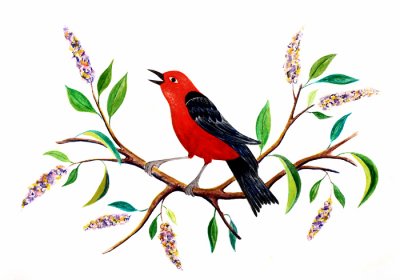 Singing Scarlet Tanager