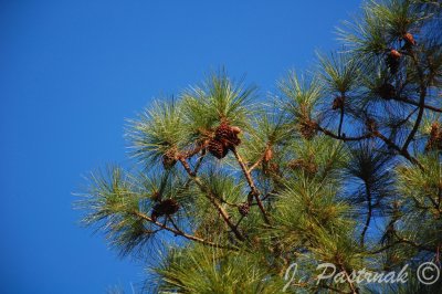 DSC_0418-zoner.jpg