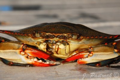 DSC_0749-zoner.jpg