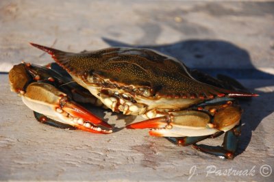 DSC_0742-zoner.jpg