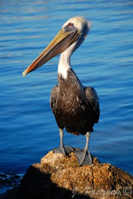 DSC_0681-zoner.jpg