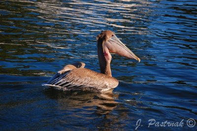 DSC_0676-zoner.jpg