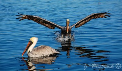 DSC_0639-zoner.jpg