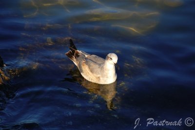 DSC_0635-zoner.jpg