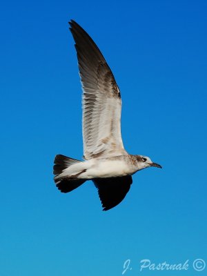 DSC_0622- zoner.jpg
