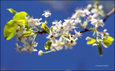 DSC_5259-Spring is here 1680X1050.jpg