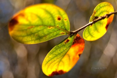 DSC_0027-Edit.jpg
