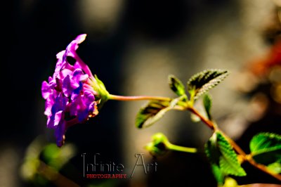 DSC_0336-small.jpg