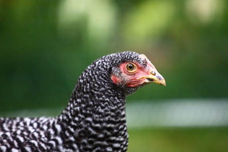 Chicken