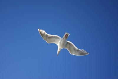 Seagull