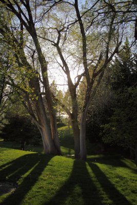 Trees Backlit by Evening Sun