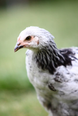 Chicken