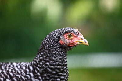 Chicken