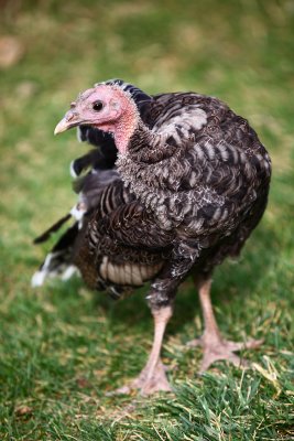 Turkey