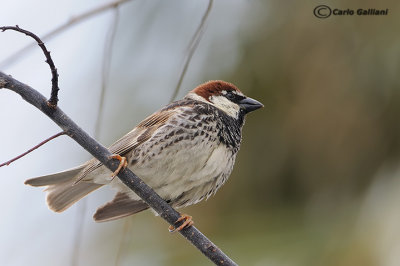 Passera sarda -Spanish Sparrow(Passer hispaniolensis)