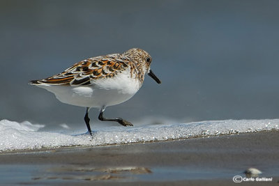 Piovanello tridattilo-Sanderling (Calidris alba)