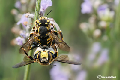 Anthidium fiorentinum