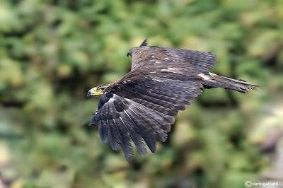 Aquila reale -Golden Eagle (Aquila chrysaetos)