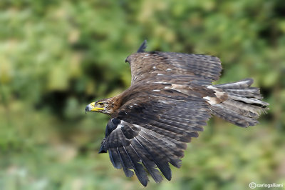 Aquila reale -Golden Eagle (Aquila chrysaetos)