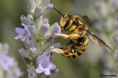 Anthidium fiorentinum