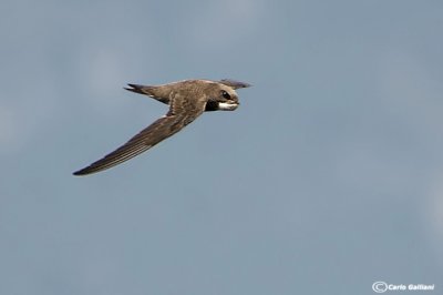 Rondone maggiore -(Alpine Swift (Tachymarptis melba)