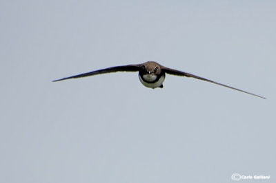Rondone maggiore -(Alpine Swift (Tachymarptis melba)