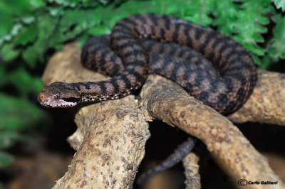 Vipera- Asp Viper  (Vipera aspis)