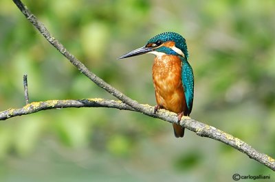 Martin pescatore -Common Kingfisher (Alcedo atthis)